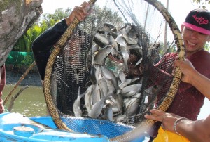 Pantawid Pamilya beneficiaries celebrate their bountiful harvest of milkfish from their Bangus Production project.