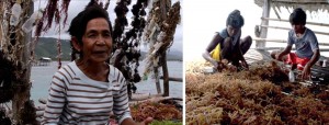 (Right Photo) Despite her small frame, Gaudiosa has earned the moniker 'Urduja' of seaweed production because of her ability to lead the group of seaweed farmers. (Left Photo) Seaweed farmers preparing the propagules for planting in the sea of Taytay, Palawan.