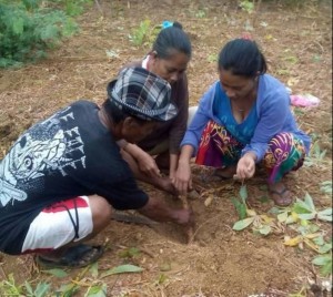 Sama-Bajaus who are known as skilled fisherfolks now try their hands at planting