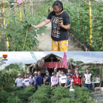 A member of the Camoncadaan Farmers Association Inc. picks produce in their organic farm that was built through the help of the Department of Social Welfare and Development’s (DSWD) Project LAWA (Local Adaptation to Water Access) and BINHI (Breaking Insufficiency through Nutritious Harvest for the Impoverished).