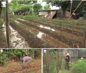 Community beneficiaries of the Department of Social Welfare and Development's (DSWD) Project LAWA (Local Adaptation to Water Access) and BINHI (Breaking Insufficiency through Nutritious Harvest for the Impoverished) from Bustos, Bulacan apply proper farming and gardening techniques in taking care of their farm.